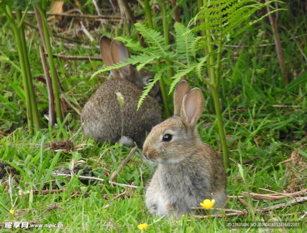 草地上的两只可爱小兔子
