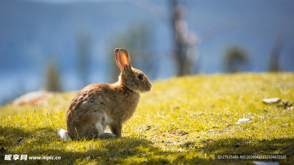 草地上的可爱野兔