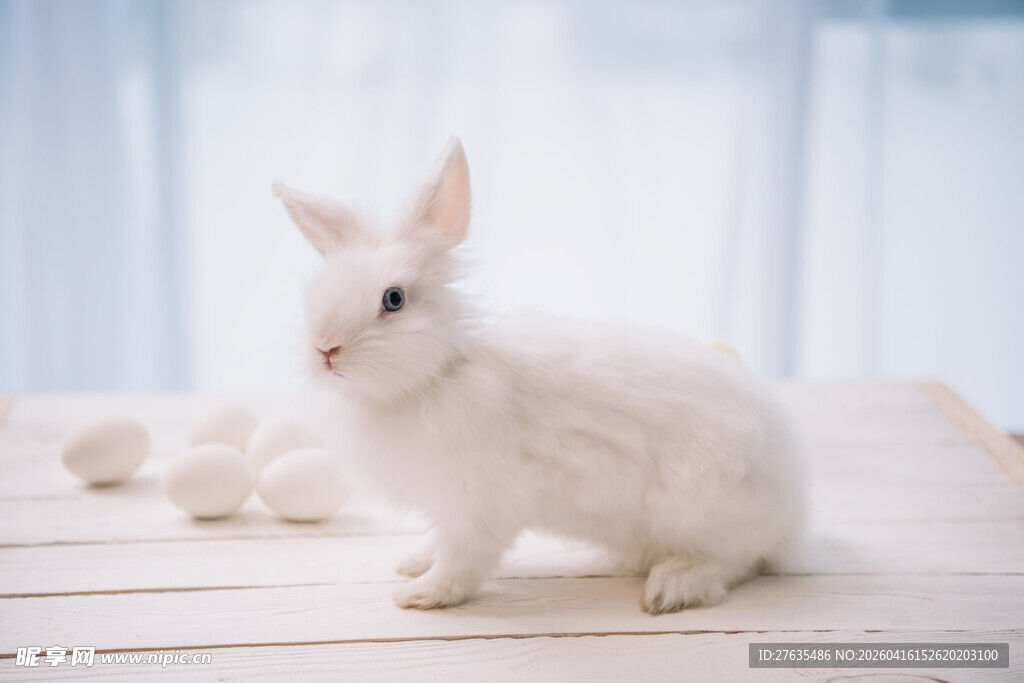 可爱白兔坐于浅色木板上