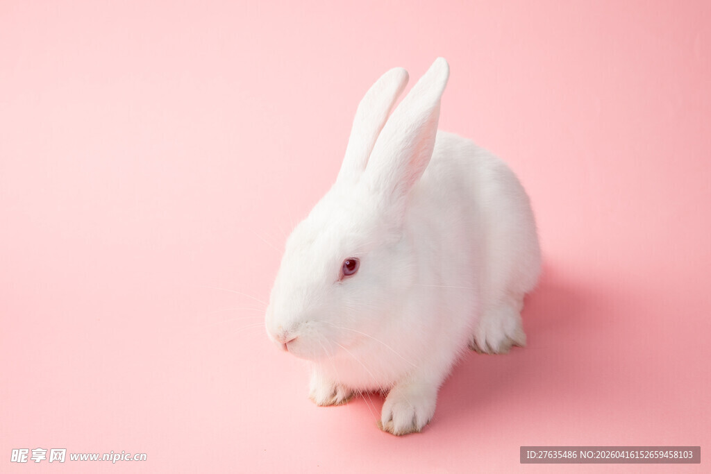 粉色背景上的可爱小白兔