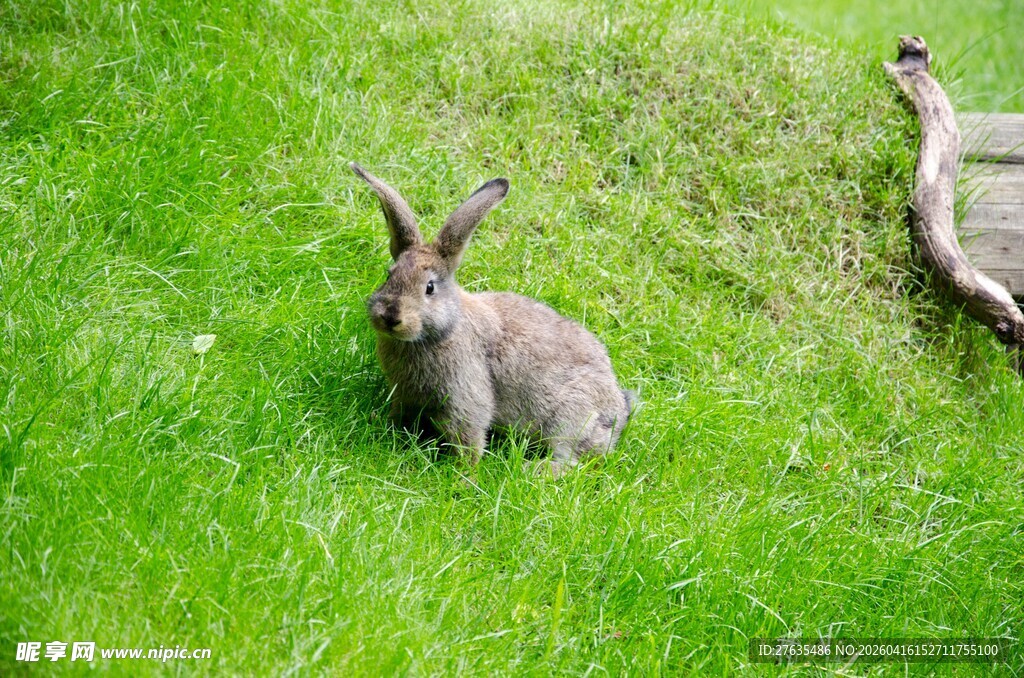 草地上的灰兔子