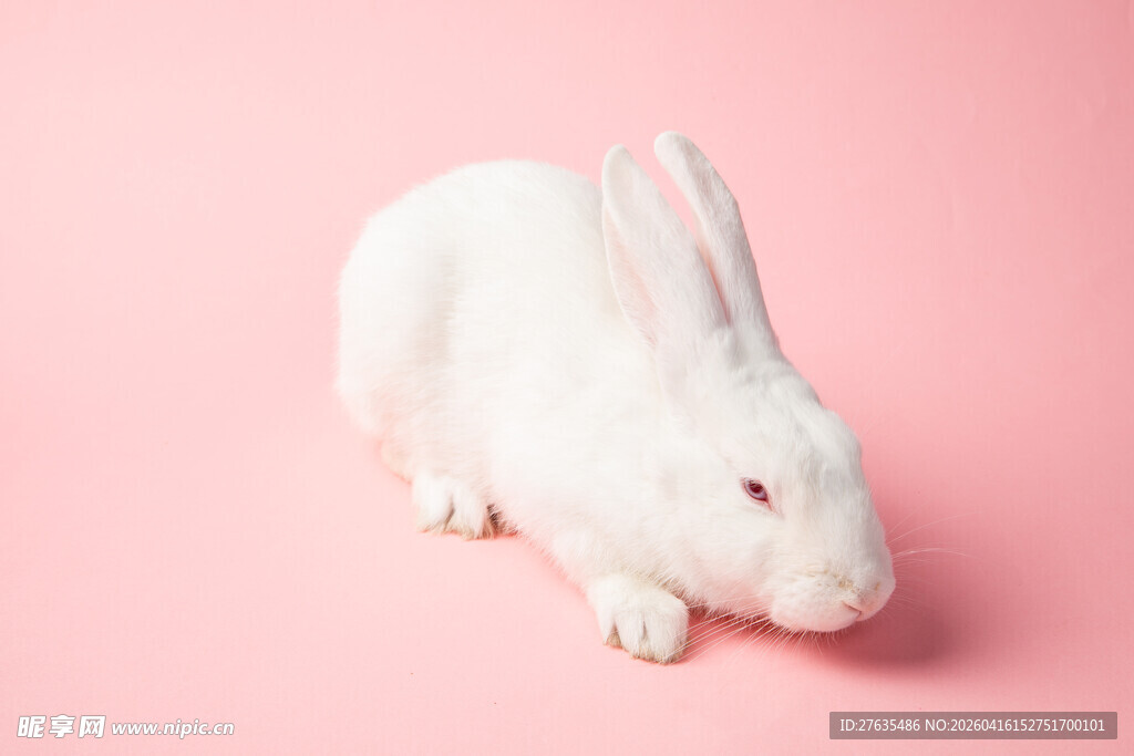 粉色背景下的可爱白兔