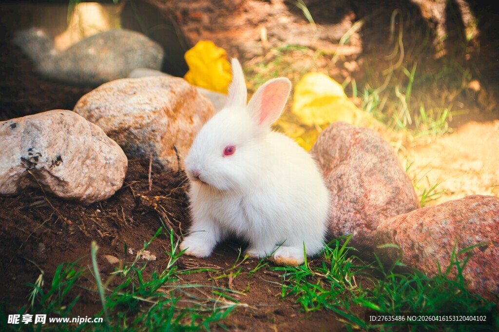 阳光下的可爱白兔