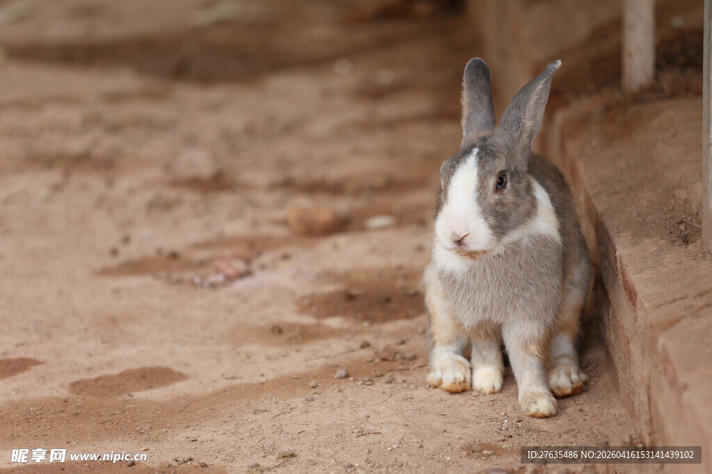 灰白兔子坐于地面