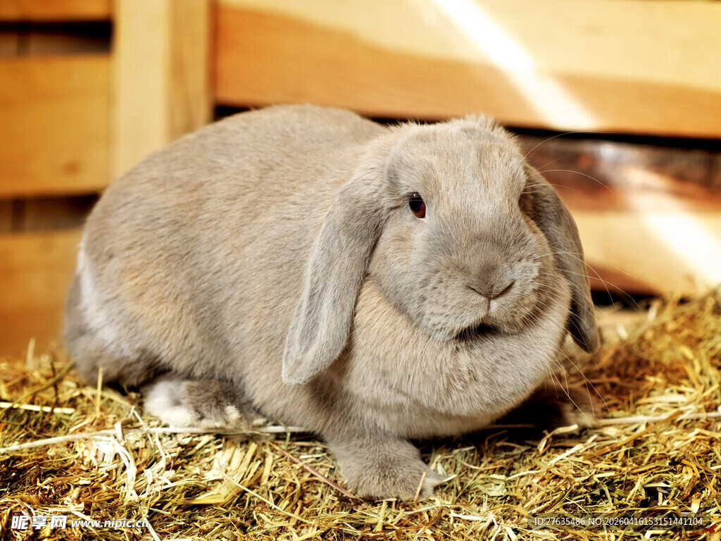 可爱垂耳兔卧于干草上