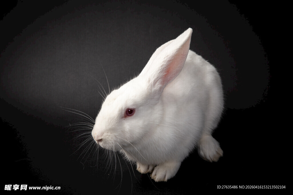 可爱白兔特写
