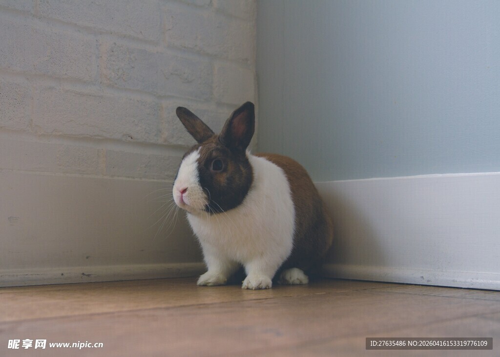 可爱三色兔安静蹲坐