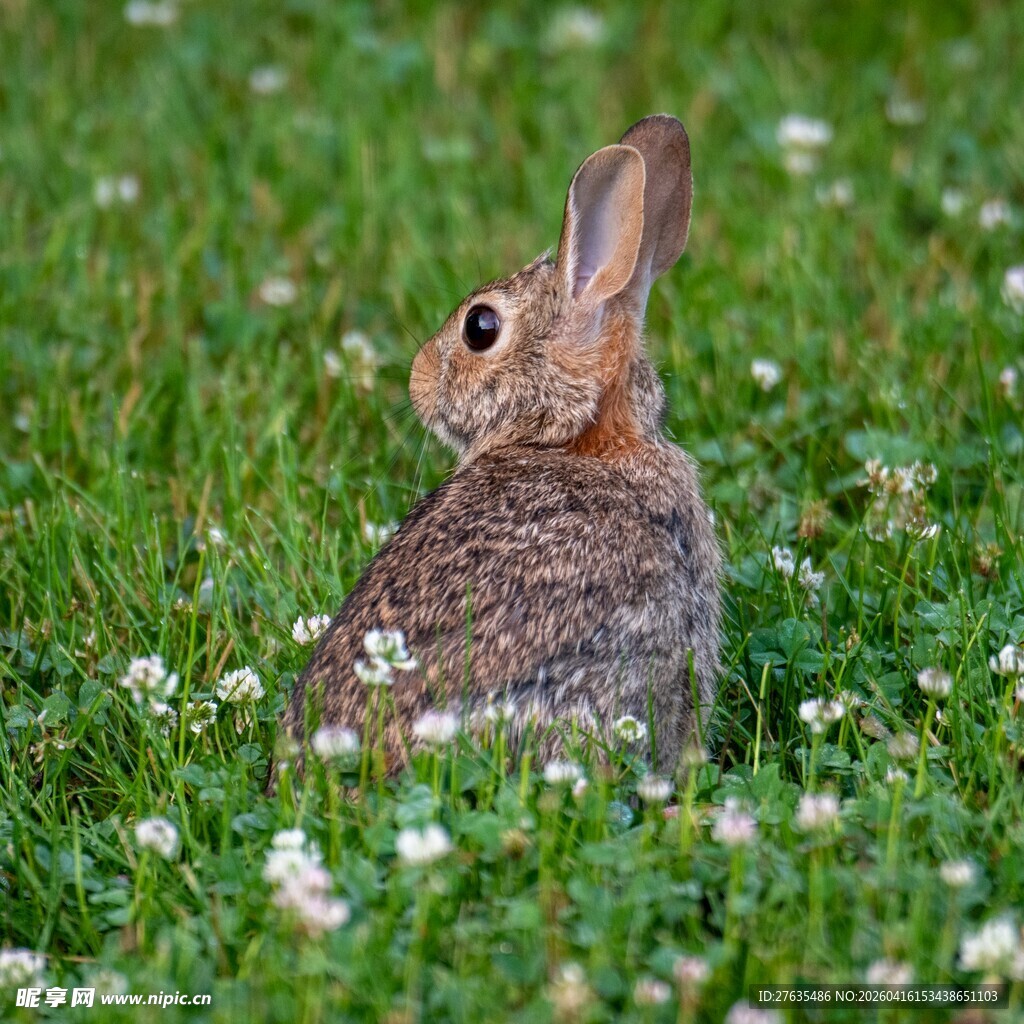 草地上的可爱兔子