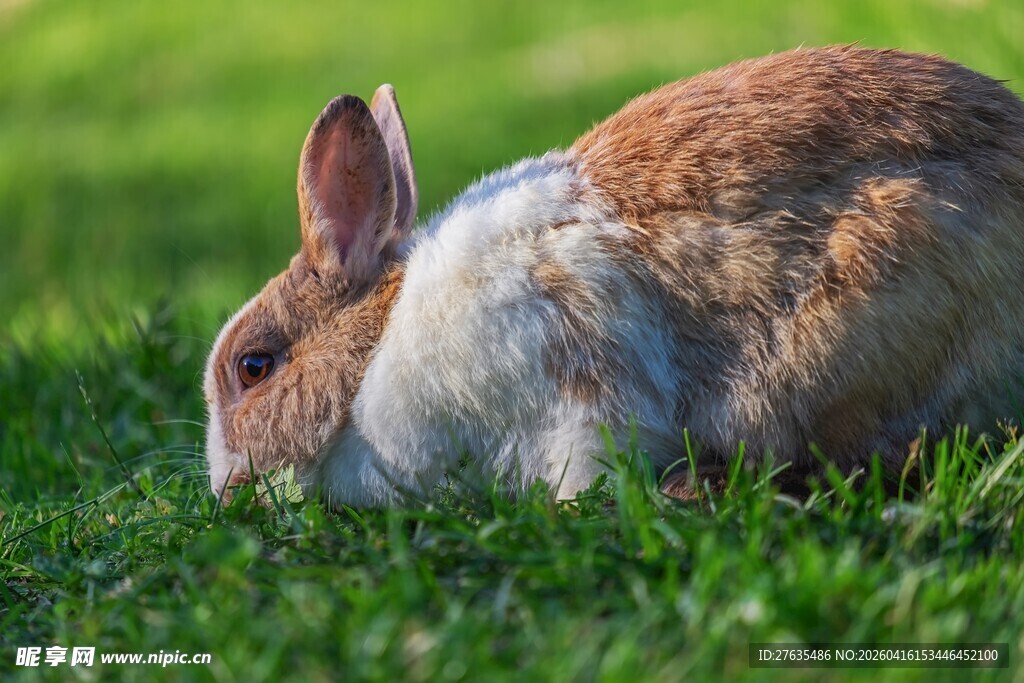 草地上的可爱兔子