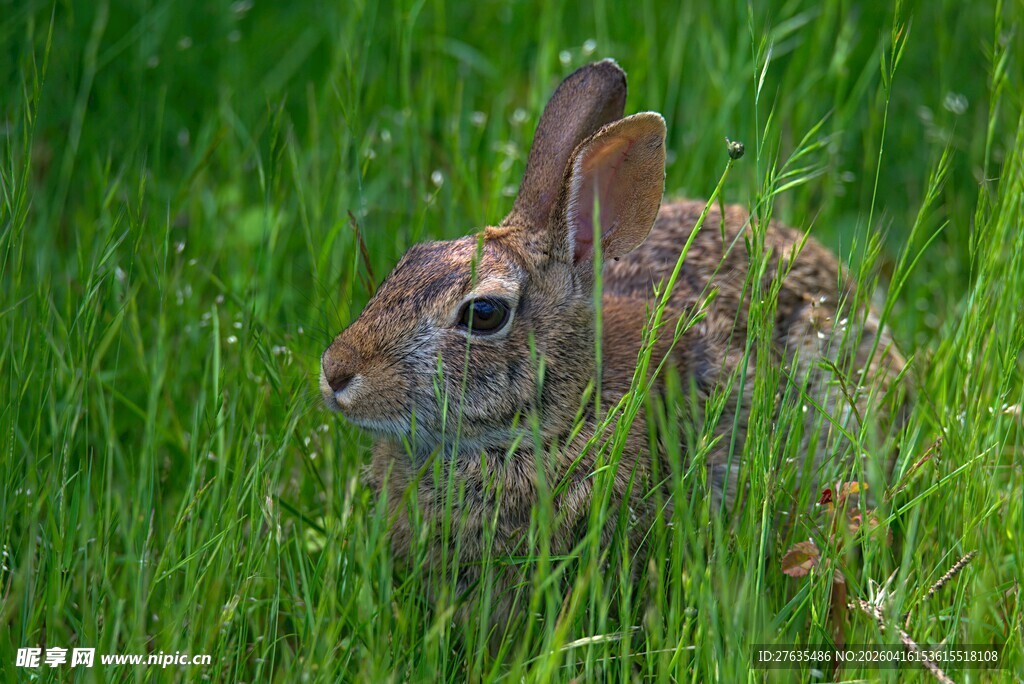 草丛中的野兔