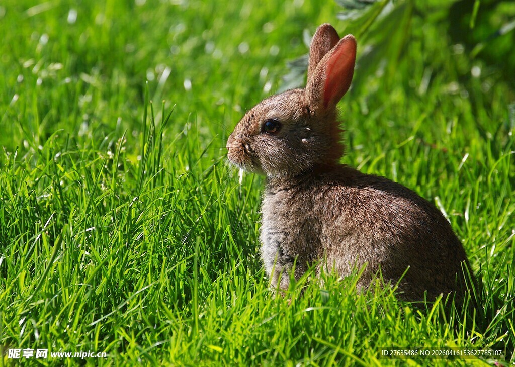 草地上的可爱小兔子