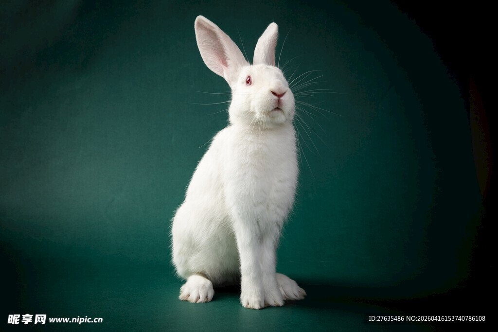 白色萌兔