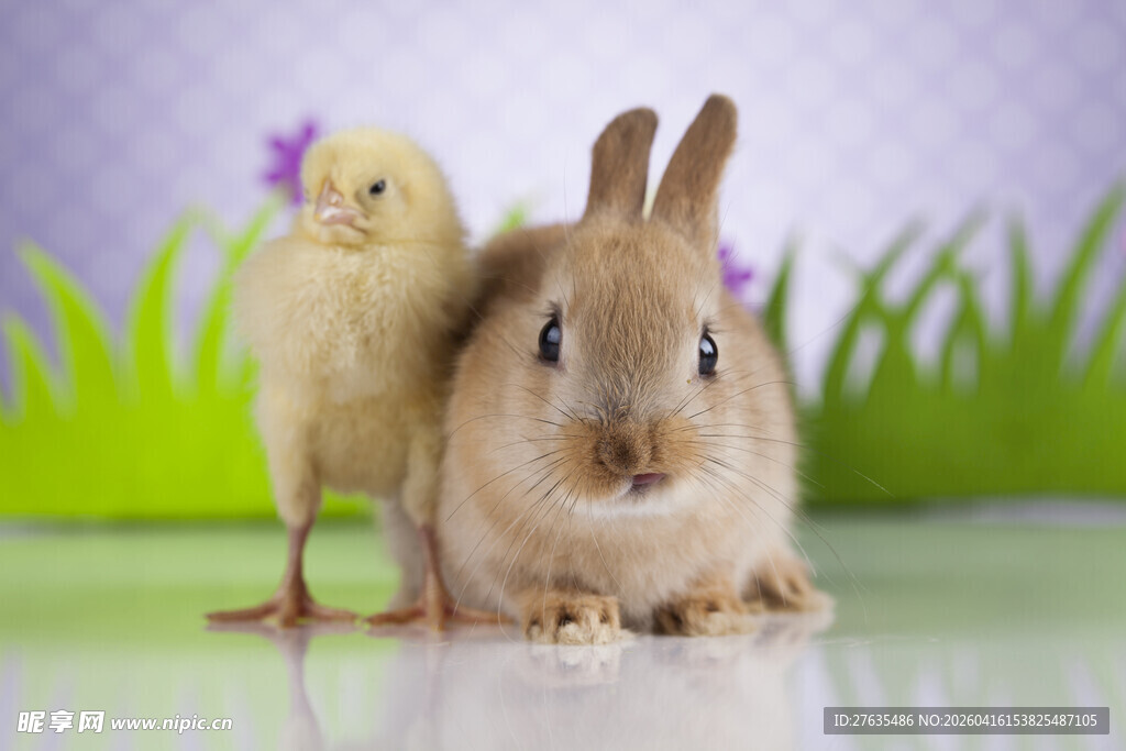 小兔与小鸡的可爱同框