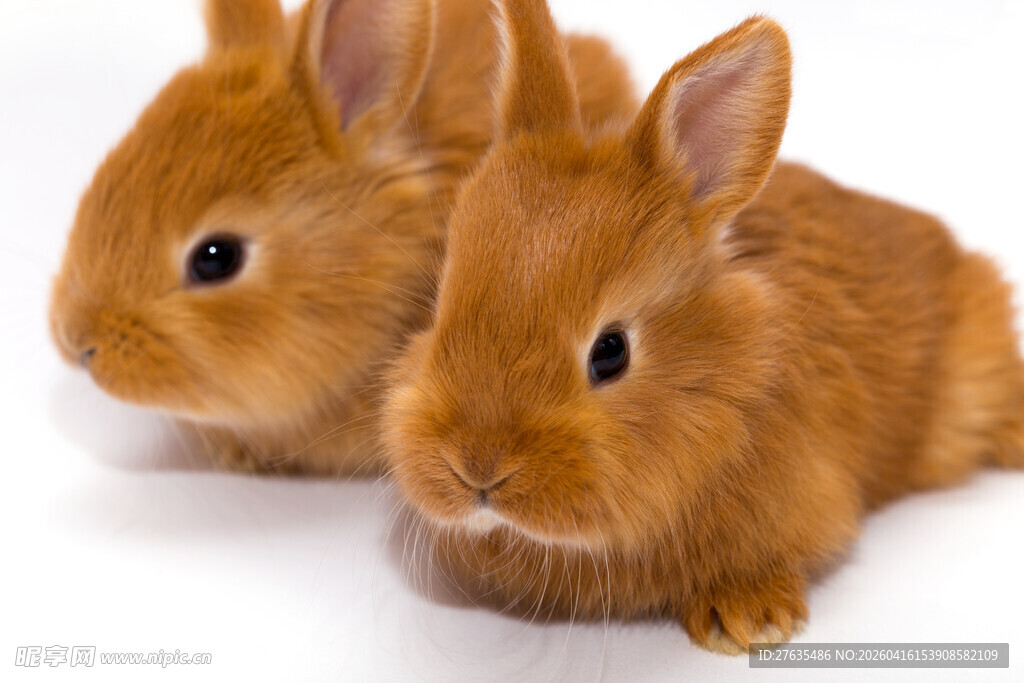 两只可爱的棕色小兔子