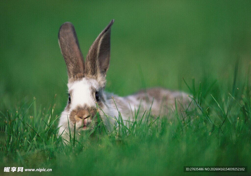 草地上的可爱长耳兔子