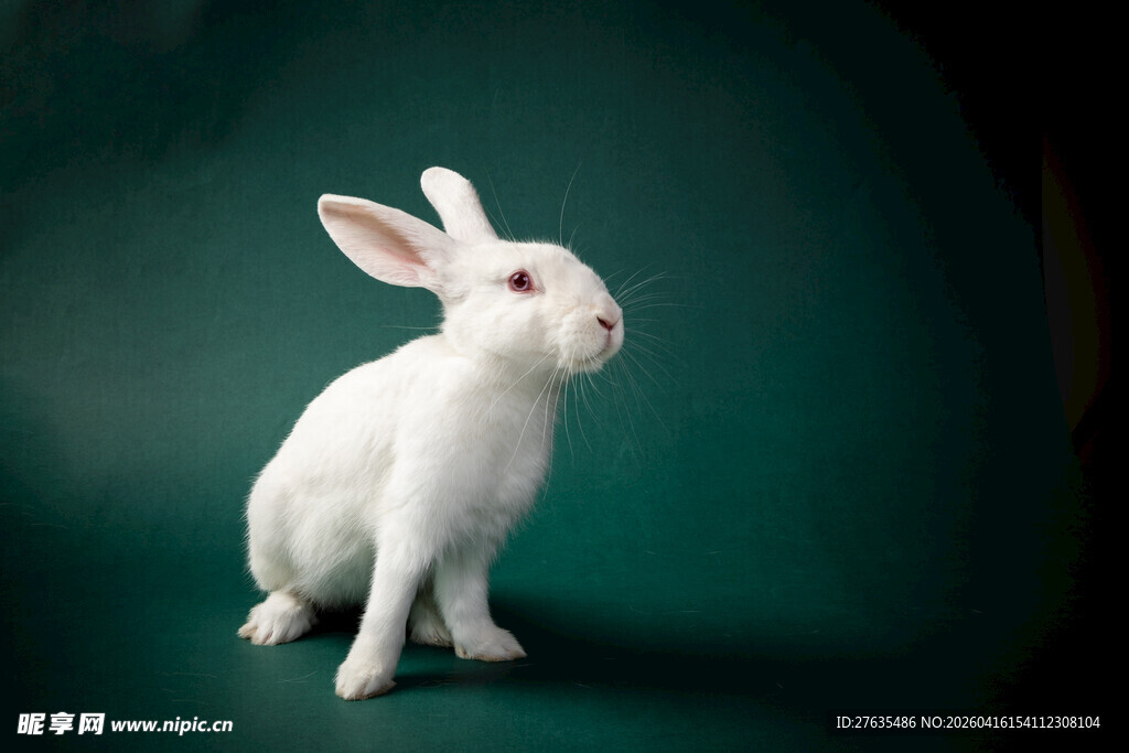 白色萌兔