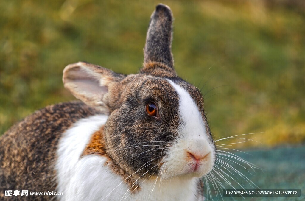 可爱斑纹兔近景特写