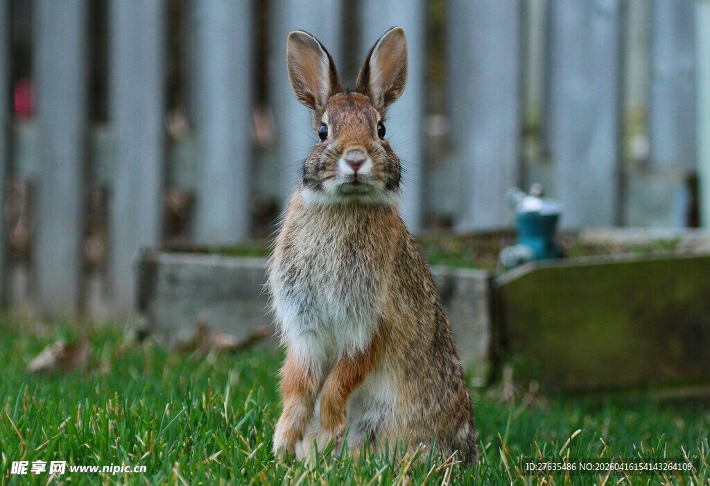 草地上的可爱站立野兔