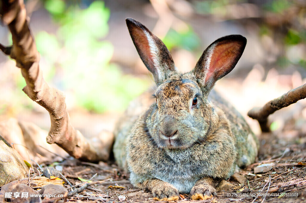 林间休憩的灰毛大耳野兔