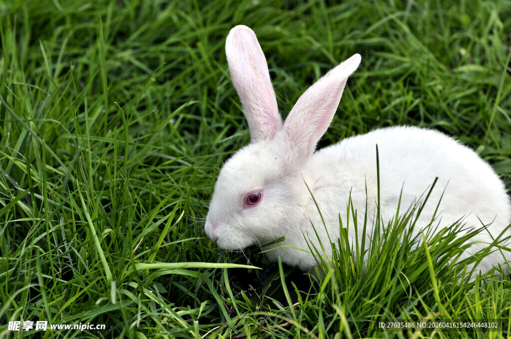草地上的可爱白兔