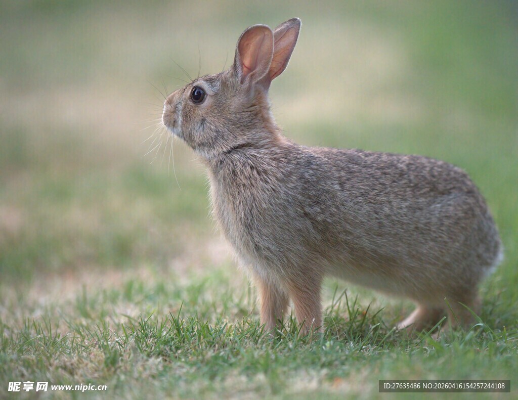 草地上的灰兔