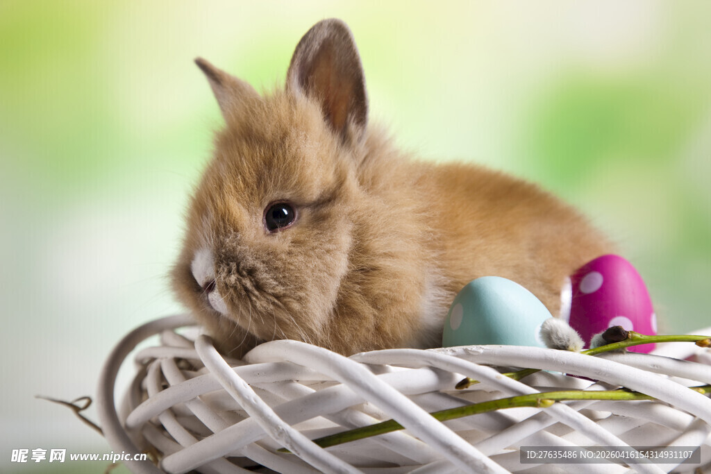 篮子里的萌兔