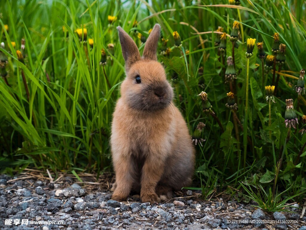 草地上的可爱棕色小兔子