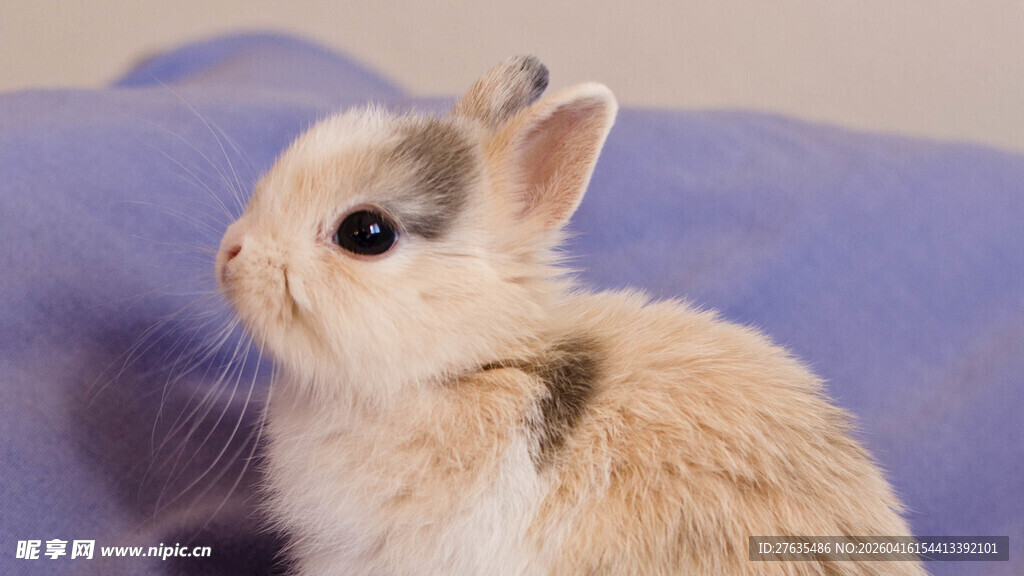 可爱小兔侧颜特写