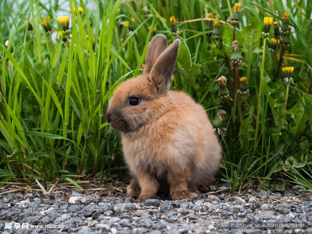 草丛边的可爱棕色小兔