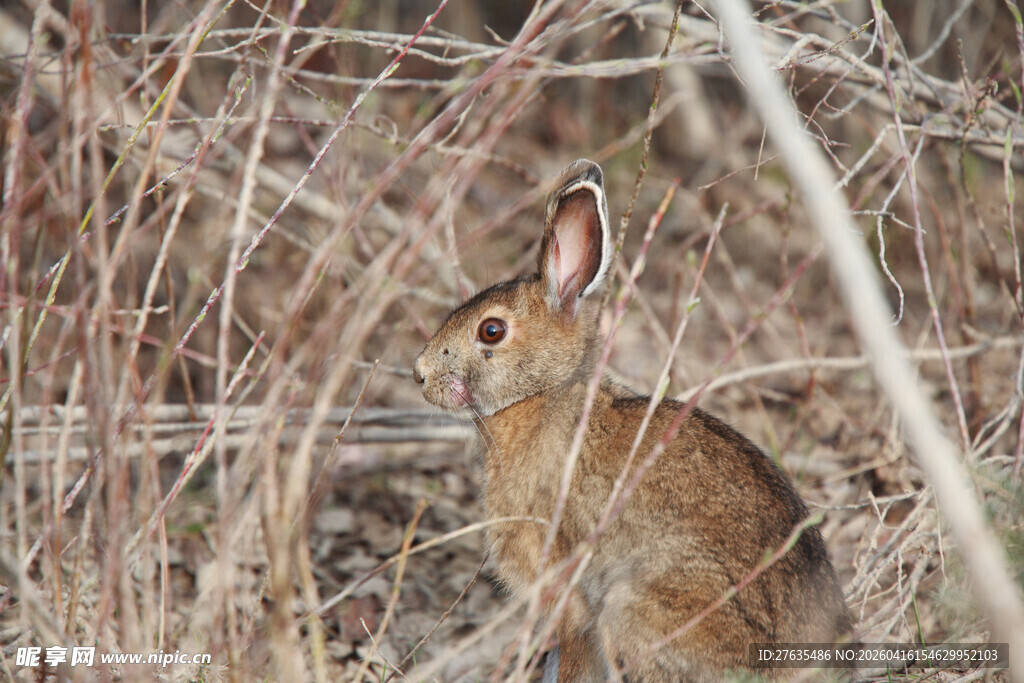 草丛中的野兔