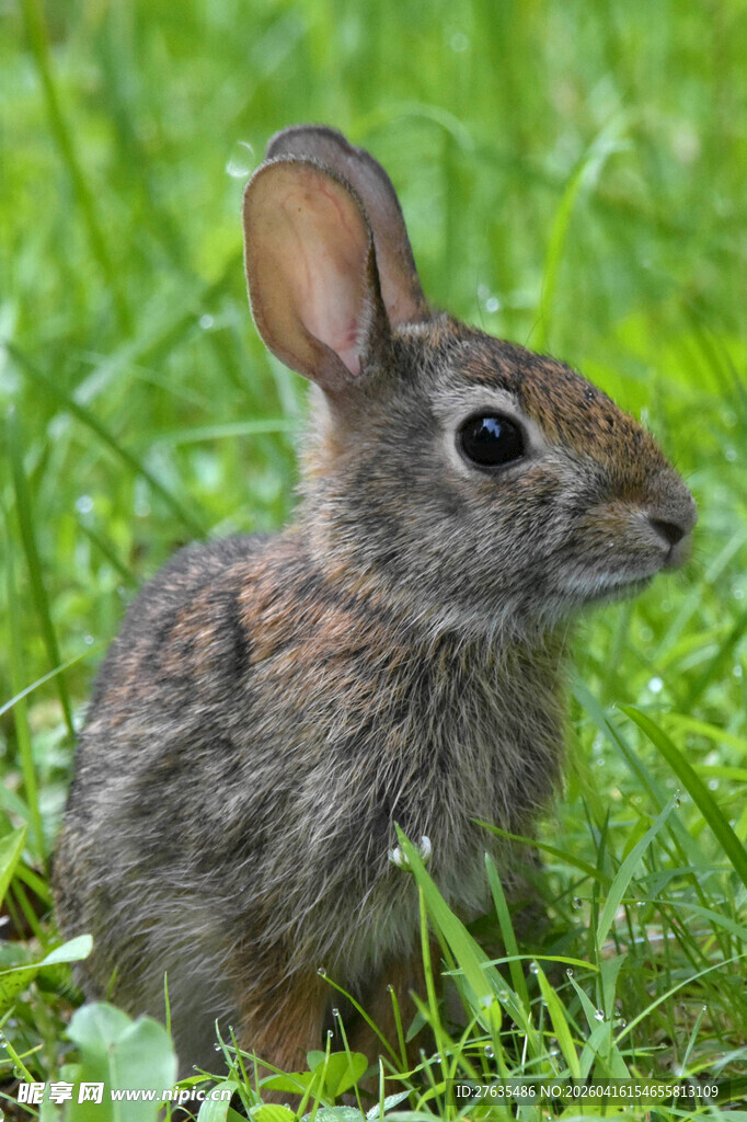 草地上的可爱小灰兔