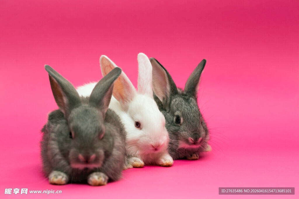 三只萌兔排排坐