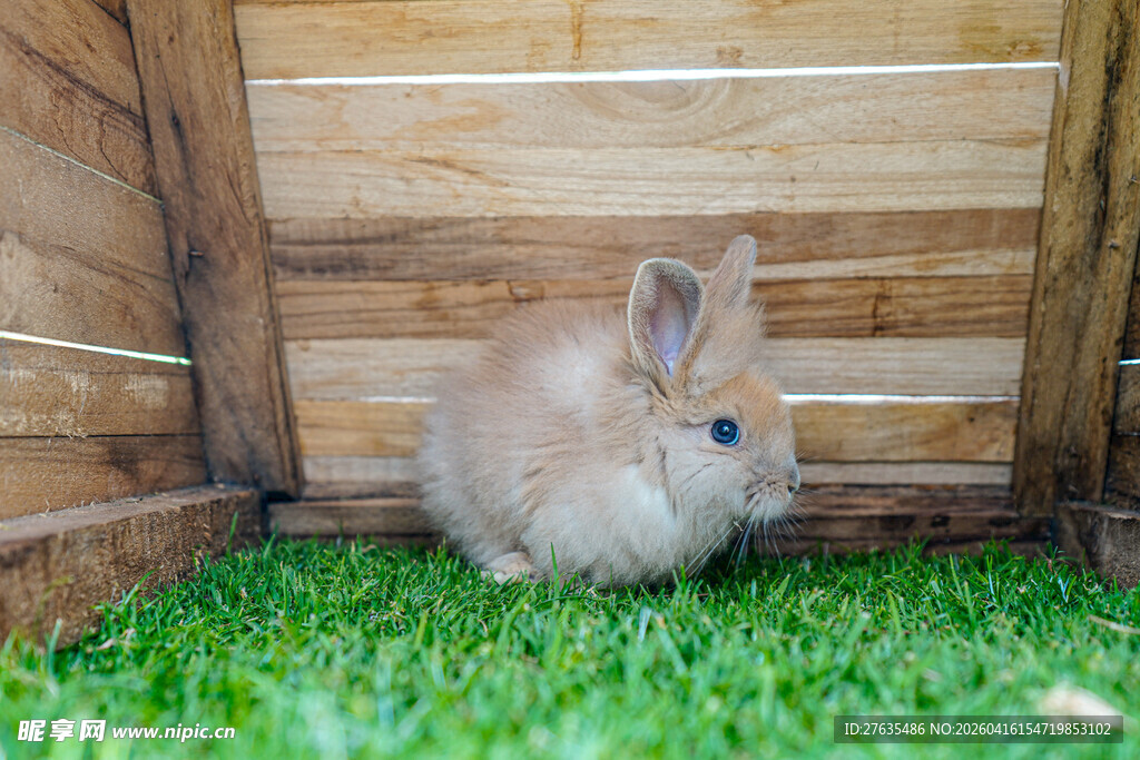 木框内的可爱小兔
