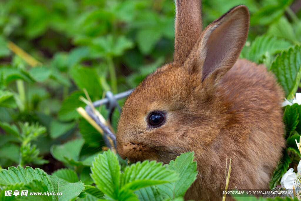 草丛中的棕色小兔子