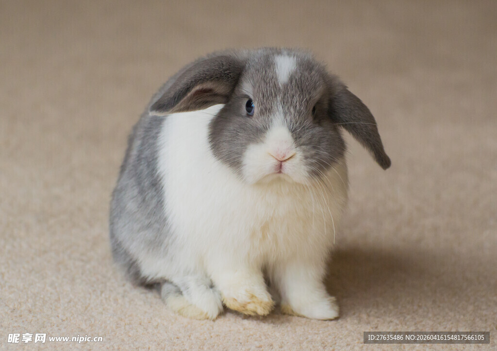 可爱垂耳兔静坐