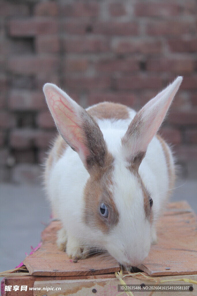可爱白兔趴在木板上