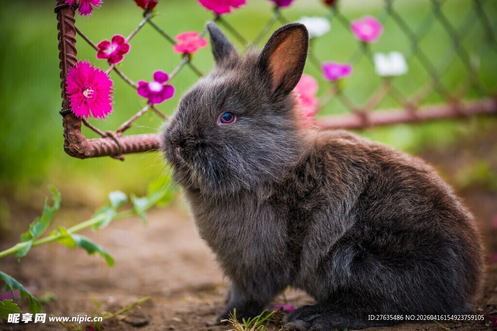 灰兔于花丛围栏旁静立