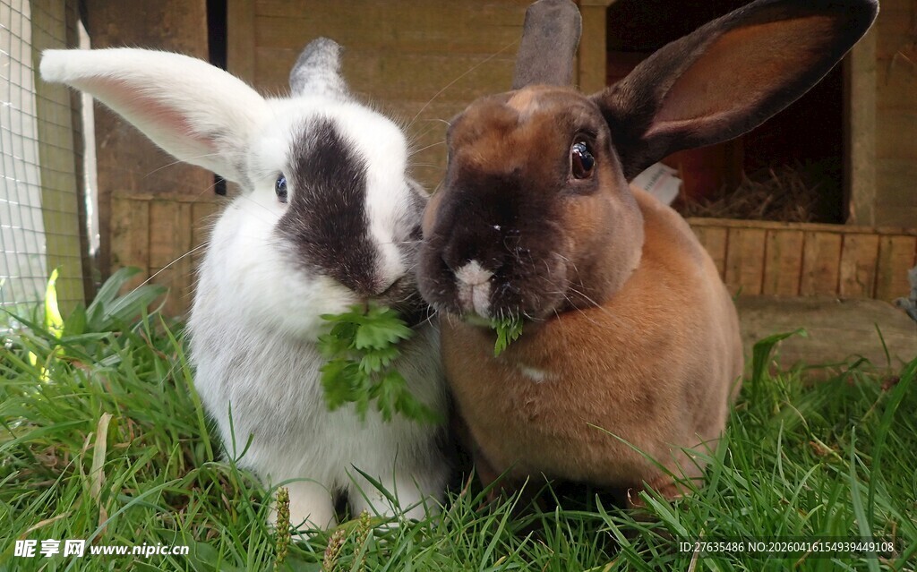 草地上亲昵的两只可爱兔子