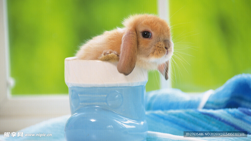 可爱小兔坐在蓝色容器中