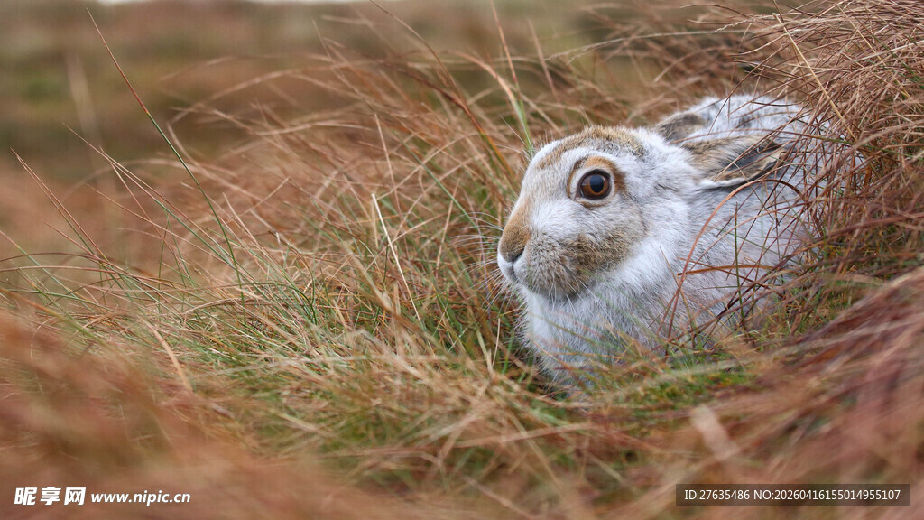 草丛中的可爱野兔