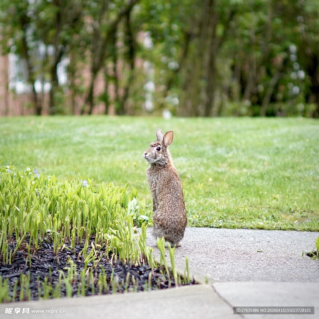 草地上站立的可爱小兔子