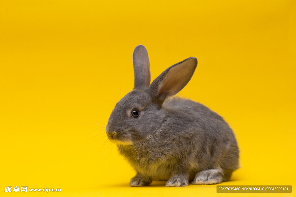 灰色萌兔于黄色背景前