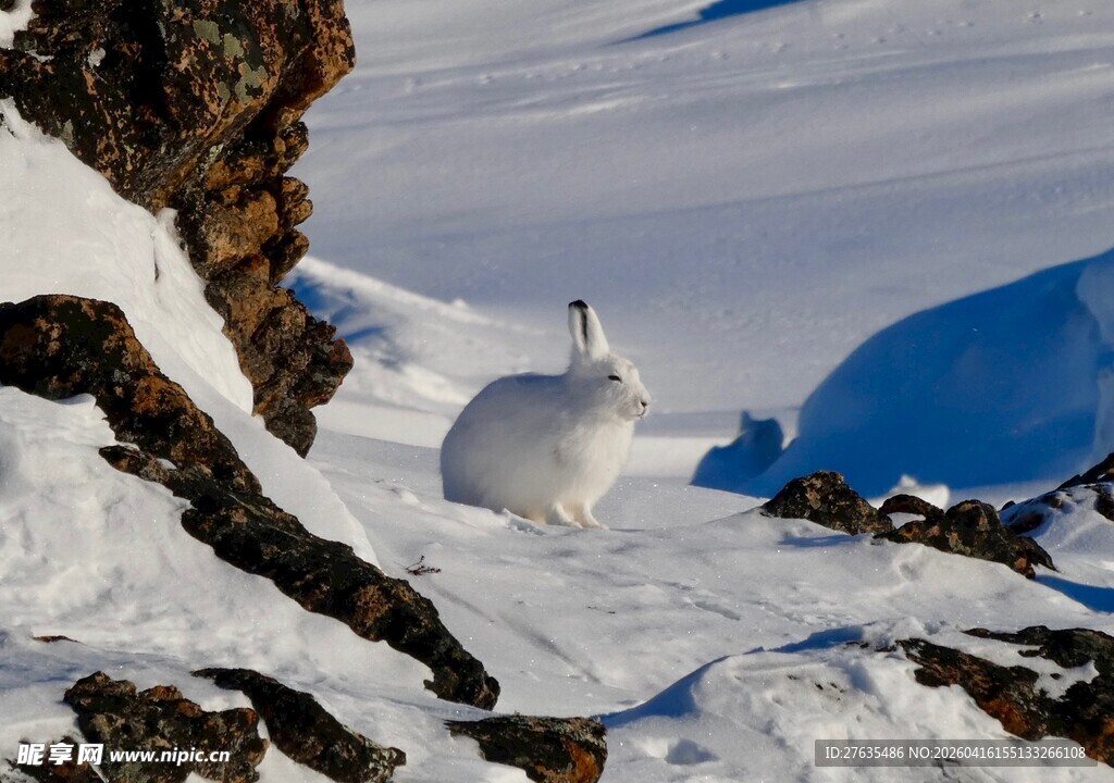 雪地中的白兔