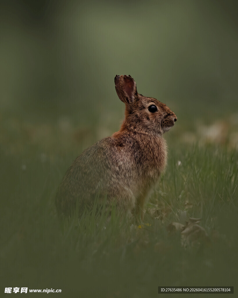 草地上警觉的野兔