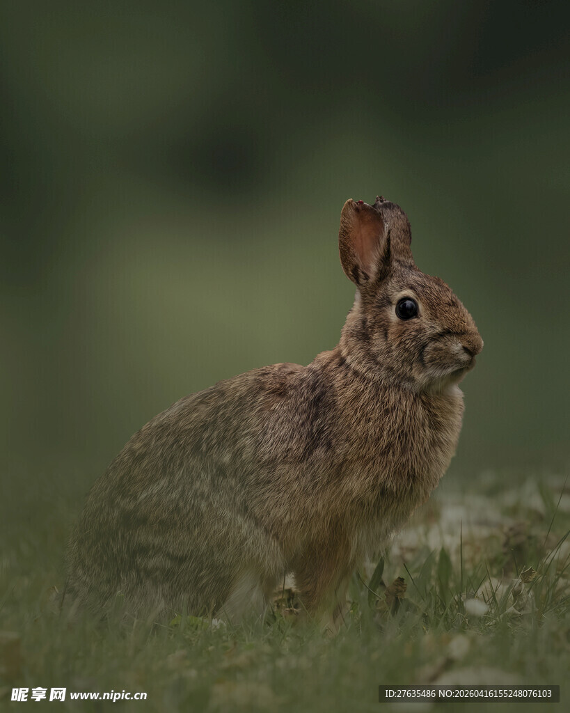 草地上的棕色野兔