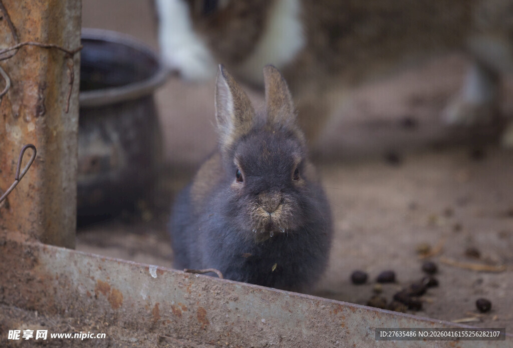 可爱小灰兔在户外环境中