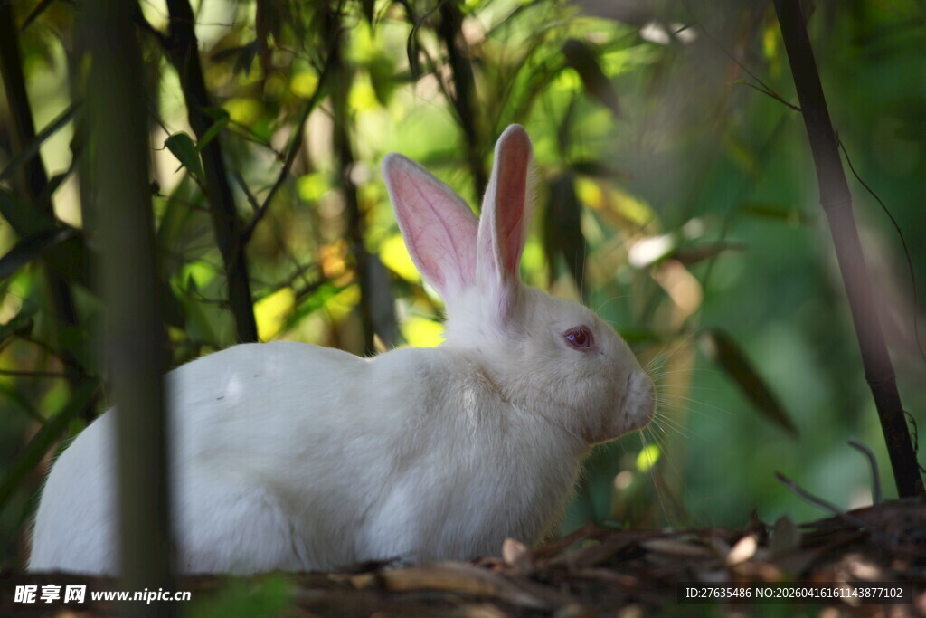 林间白兔