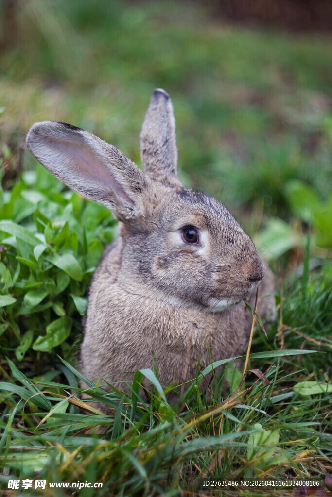 草地上的可爱灰毛兔子