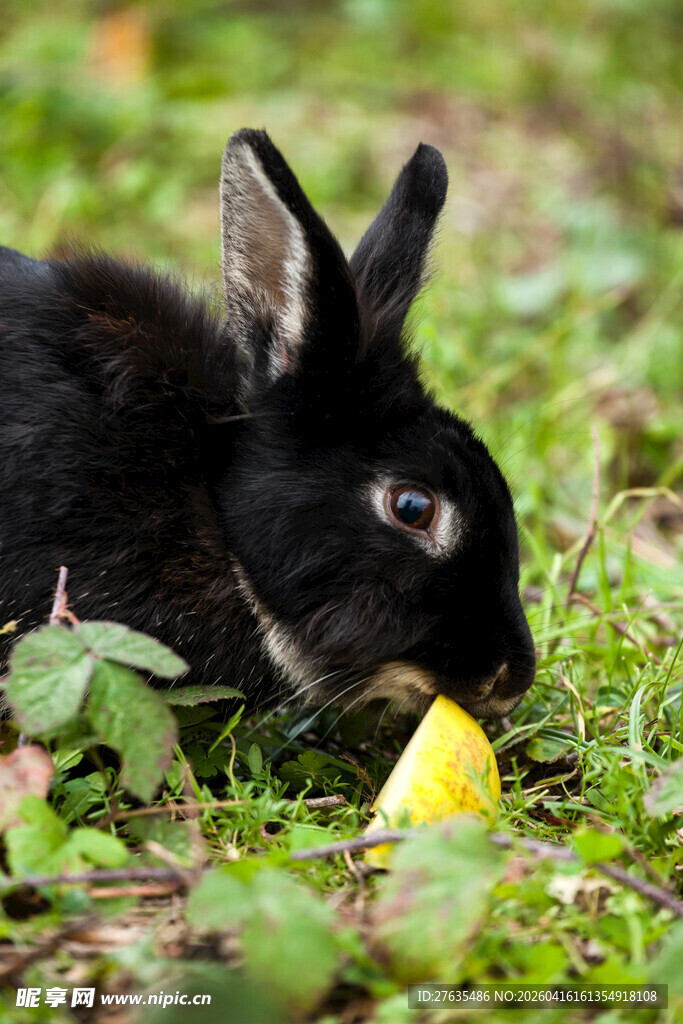 黑兔草地进食
