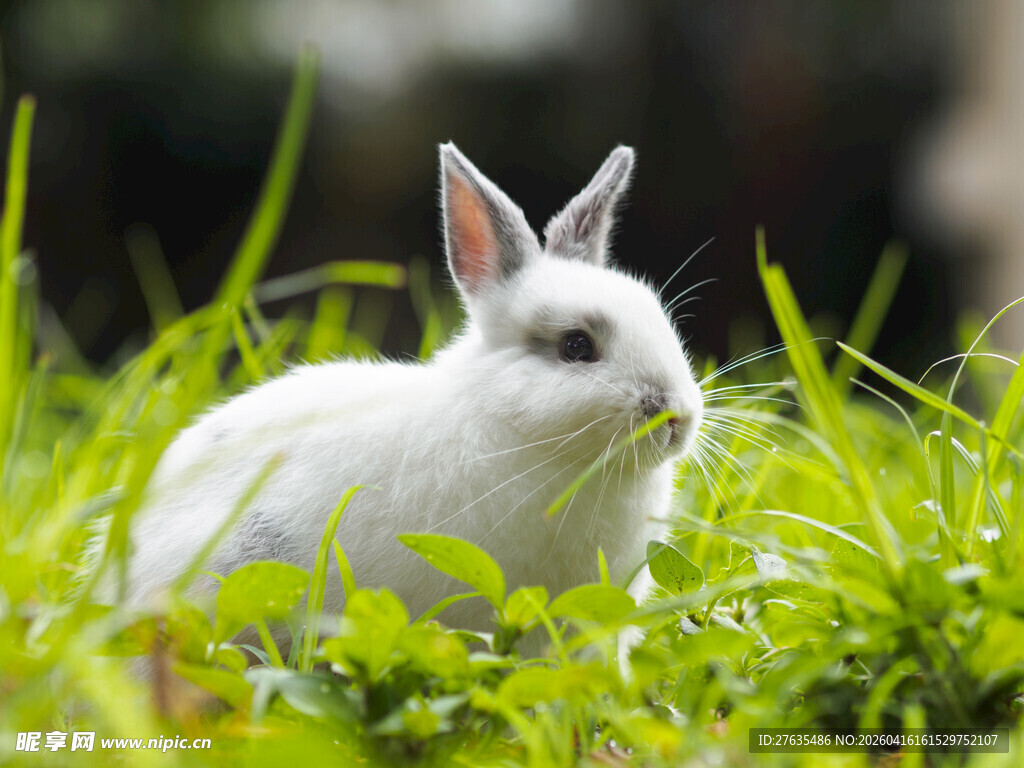 草地上的可爱白兔
